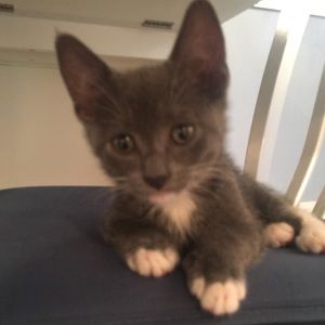 Meet your Posher, Dina